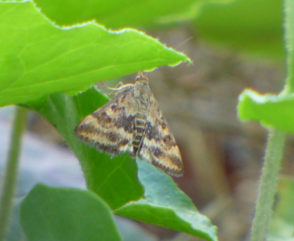 Crambidae: Pyrausta despicata? S